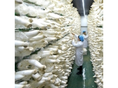 食用菌出菇网a海南食用菌出菇网a食用菌出菇网厂家现货图1