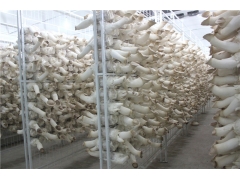 食用菌网架网格a食用菌网架网格a食用菌网架网格厂家现货海南图1