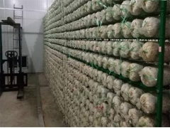 食用菌网架网格a吉林食用菌网架网格a食用菌网架网格厂家现货图1