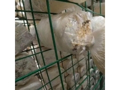 食用菌网架网格a吉林食用菌网架网格a食用菌网架网格厂家现货图2