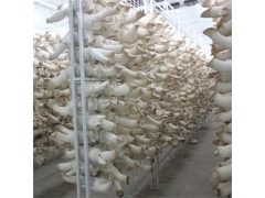 食用菌网架网格a广西食用菌网架网格a食用菌网架网格生产厂家图1