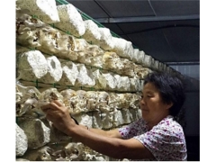 食用菌网架网格a广东食用菌网架网格a食用菌网架网格生产厂家图1