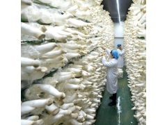 食用菌网架a秦皇岛食用菌网架a食用菌网架现货厂家图1