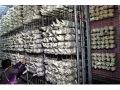 食用菌网架网格a河南食用菌网架网格a食用菌网架网格厂家现货图2