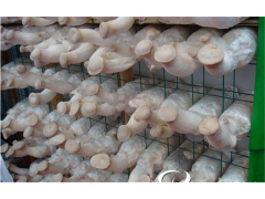 食用菌网架网格a湖北食用菌网架网格a食用菌网架网格生产厂家图1