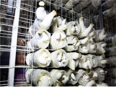 食用菌网架网格a安徽食用菌网架网格a食用菌网架网格生产厂家图3