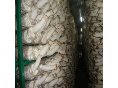 食用菌网架网格a九江食用菌网架网格a食用菌网架网格生产厂家图1