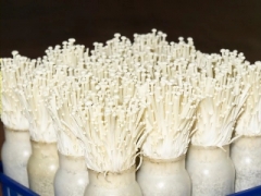 液体菌种培训，药用菌开发人员培训图1