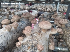 香菇菌棒批发基地 出口品质香菇菌棒批发厂家直销图2