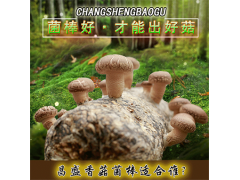 出口香菇菌棒厂家批发 河南昌盛基地优质香菇菌棒出售厂家直销图1