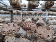 出口香菇菌棒厂家批发 河南昌盛基地优质香菇菌棒出售厂家直销图2