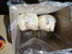 黄金针菇（40斤箱装）图1