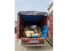 黄金针菇（80斤装）图2