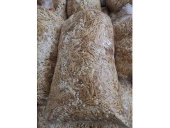 黄金针菇（80斤装）图3