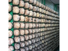 蘑菇出菇网 蘑菇养殖网片 食用菌培养架 食用菌专用网格架图1