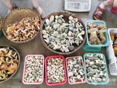 昆明野生菌大量上市 日交易量达100吨 见手青最低150元/公斤 ()