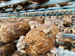 小香菇在“铜仁粮仓”拼出大未来 ()