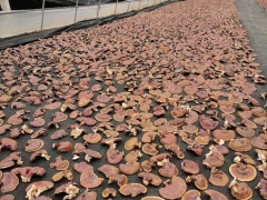 两当：灵芝敲响另一扇致富门 ()