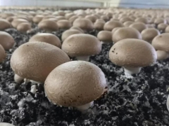 河南嵩县打造豫西最大双孢蘑菇种植基地