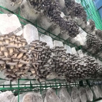 食用菌铁丝网格架 白灵菇养殖网格网架 蘑菇培养房网架