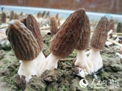成都金堂羊肚菌夺“一镇一品”传媒大奖地标性农产品获肯定 ()