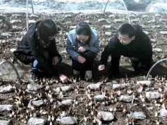 上海援青十年 上海食用菌专家在高原种出1500元一斤的羊肚菌！“土专家” “田秀才”正在涌现 ()