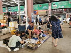 云南野生菌大量上市 售价大幅下降 ()