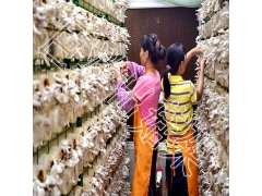 蘑菇架 平菇出菇网格架 猴头菇出菇网架 杏鲍菇网格图1