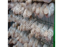 蘑菇出菇网架 贵州食用菌网格 浸塑蘑菇养殖网片图3