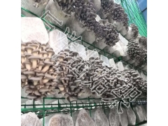蘑菇出菇网架 贵州食用菌网格 浸塑蘑菇养殖网片图2