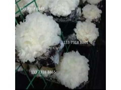 平菇网格架金针菇养菌架养菌层架出菇架养殖菌菇铁丝网格图1