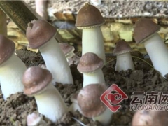 云南昌宁：姬松茸产业带动群众增收致富