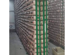 贵州菌棒网格架室内菌类网格网架网格养菌室图1