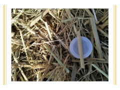 大片麸皮,中片细麸皮混合麸皮,香菇木耳银耳金针菇麸皮夫子麸子图3