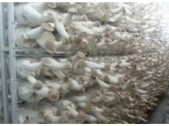 杏鲍菇网格架供货厂家图3