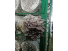 食用菌网格架,出菇架,培养架靠谱厂家图2