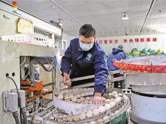 西藏日喀则的小蘑菇 大产业