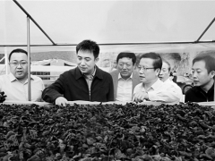 山西：中阳黑木耳从无到有 成富民强县大产业 ()