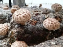 科学灭菌有助于提高羊肚菌稳产概率