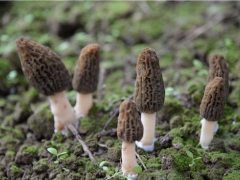 科学灭菌有助于提高羊肚菌稳产概率 ()