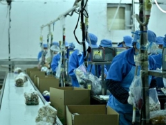 走进大湾区“菜篮子”生产基地：粤北首家工厂化栽培的食用菌企业 ()