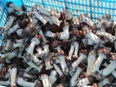 鲜！上海嘉定产赤松茸上市 ()