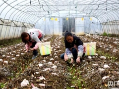 贵州毕节：羊肚菌“抢鲜”上市 订单供不应求 ()