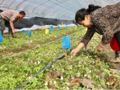 贵阳白云区20余万斤羊肚菌陆续出菇新鲜上市 ()