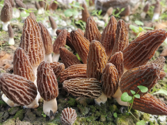 中国科学院昆明植物研究所：羊肚菌初步实现工厂化栽培 ()