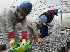 贵州大方：变“废”为宝 食用菌产业走出新路子 ()