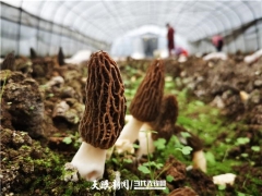 七星关区：大山里的羊肚菌飘洋过海端上欧洲餐桌 ()