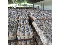 供应批发茶树菇菌棒图1