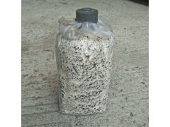 供应批发茶树菇菌棒图2