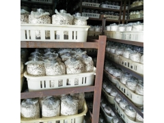 供应批发茶树菇菌棒图3